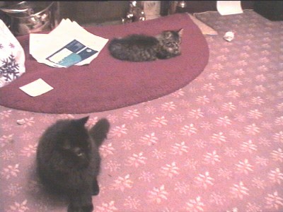cats.jpg (22965 bytes)